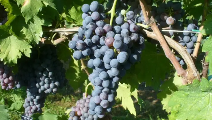 A ripe bunch of dusty blue Vernaccia Nera grapes hanging on the vine.