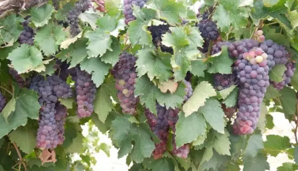 Pink-purple Vespolina bunches hanging in quantity beneath a leafy vine canopy.