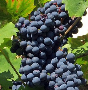 A ripe bunch of deep blue-black Vien de Nus grapes hanging on the vine.