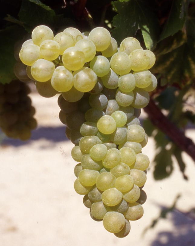 A ripe bunch of pale golden Viognier grapes hanging on the vine.