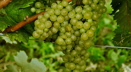 A ripe bunch of green-gold Vitovska grapes hanging on the vine.