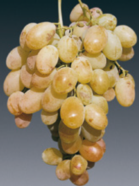A bunch of golden-amber Zibibbo grapes photographed against a plain grey background.