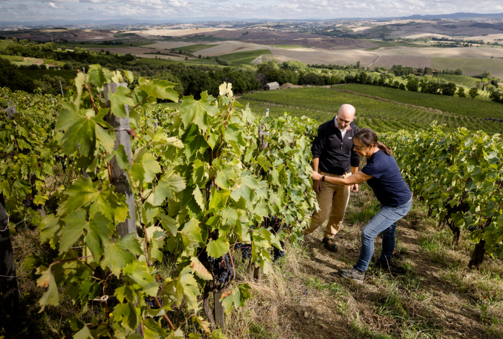 Two men working along a vine row in full leaf on a hillside above open country.