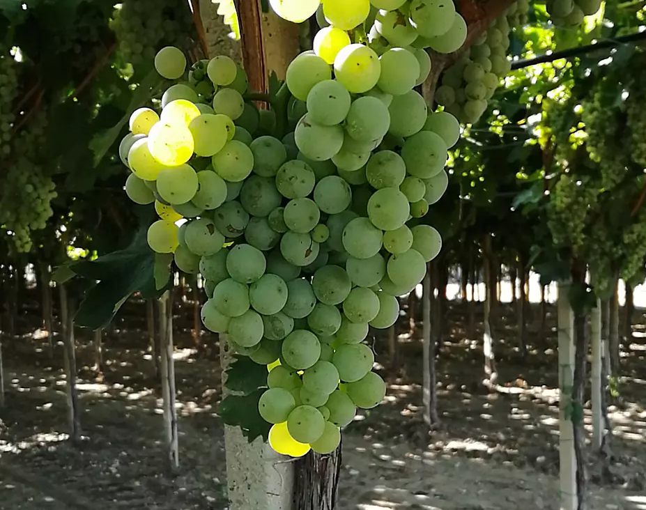 A ripe bunch of green Bombino Bianco grapes hanging on the vine.