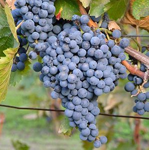 A ripe bunch of dark blue Casavecchia grapes hanging on the vine.