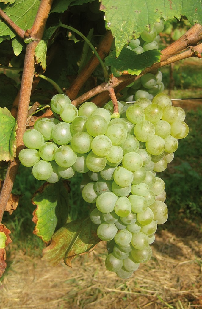 A ripe bunch of pale green Durella grapes hanging on the vine.