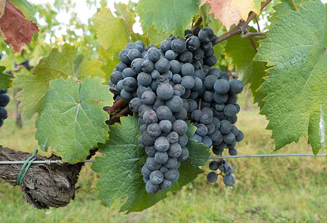 A ripe bunch of dark blue-black Lacrima grapes hanging on the vine.