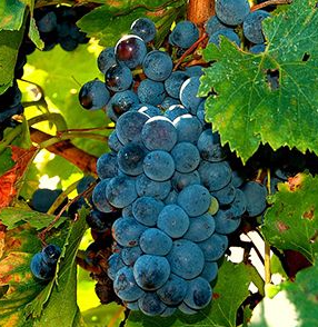A ripe bunch of deep blue-black Magliocco grapes hanging on the vine.