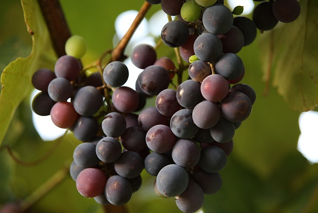 A ripe bunch of dark red-purple Monica grapes hanging on the vine.