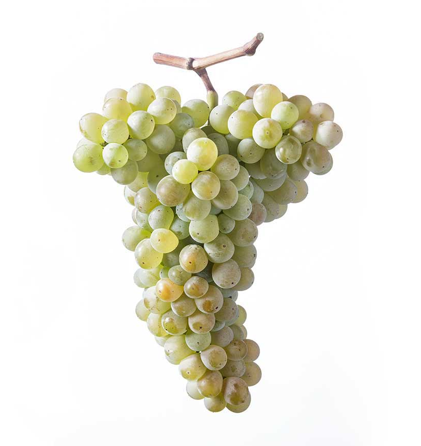 A bunch of pale green Nuragus grapes photographed against a plain white background.