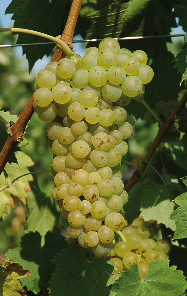 A ripe bunch of pale golden-green Pallagrello Bianco grapes hanging on the vine.