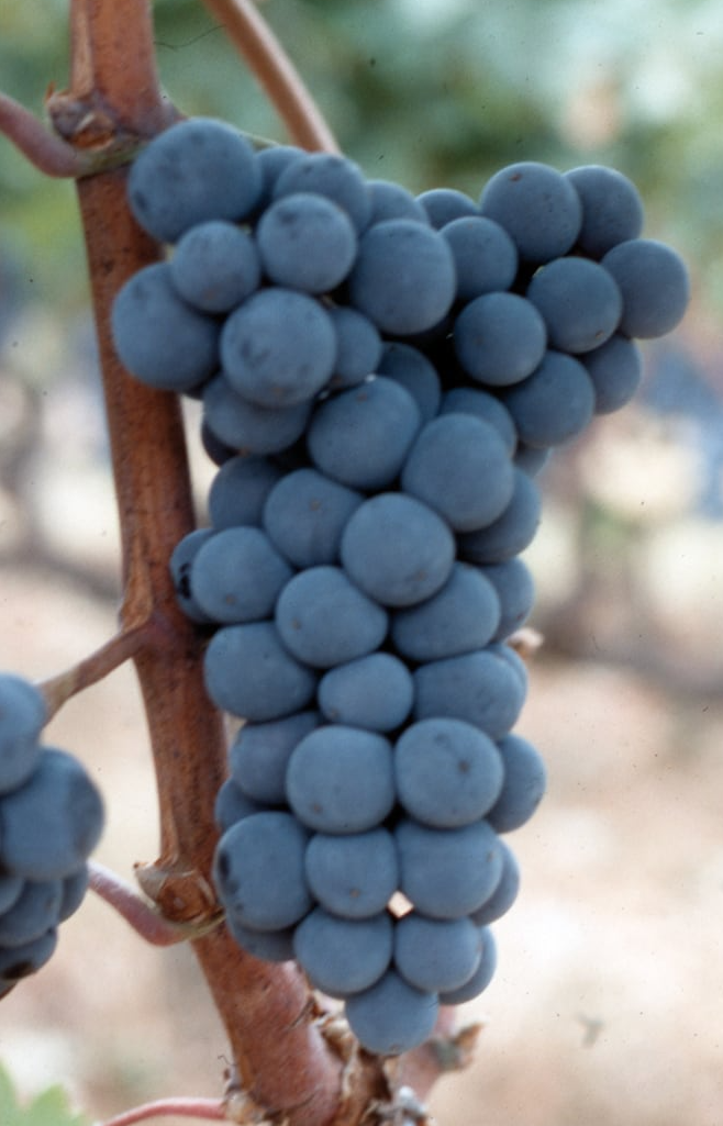 A ripe bunch of dusty blue Pallagrello Nero grapes hanging on the vine.