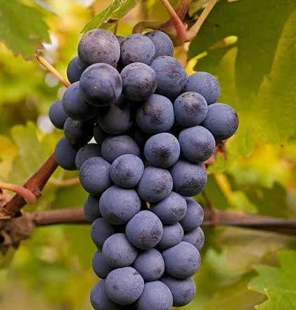 A ripe bunch of dark blue-purple Raboso Piave grapes hanging on the vine.