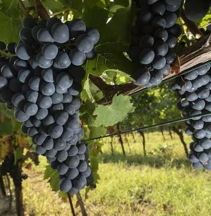 Bunches of dark Ruchè grapes hanging under a vine canopy above a grassy vineyard.