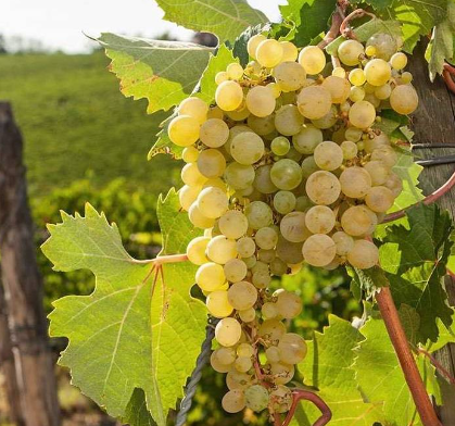 A ripe bunch of golden-green Timorasso grapes hanging on the vine.