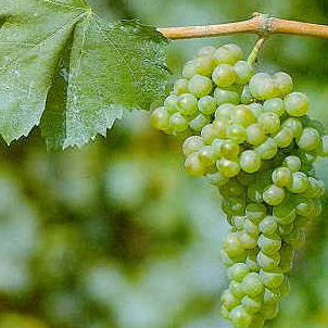 A ripe bunch of pale green Turbiana grapes hanging on the vine.