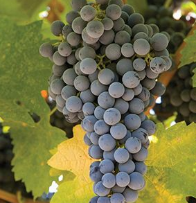 A ripe bunch of grey-blue Longanesi grapes hanging on the vine.