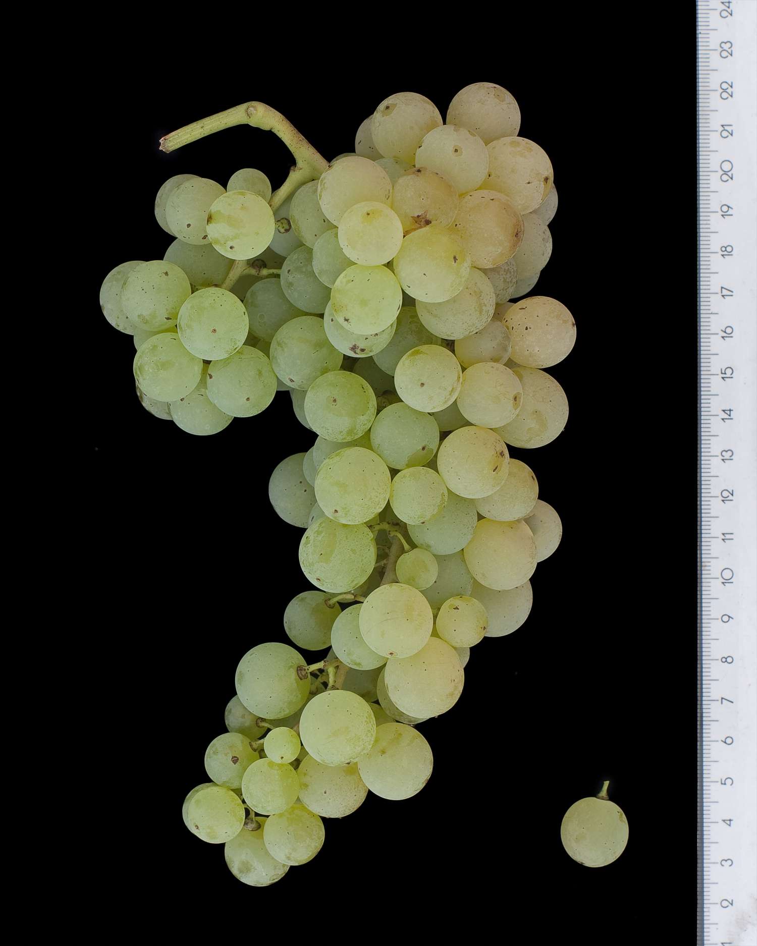Malvasia di Candia grapes on the vine