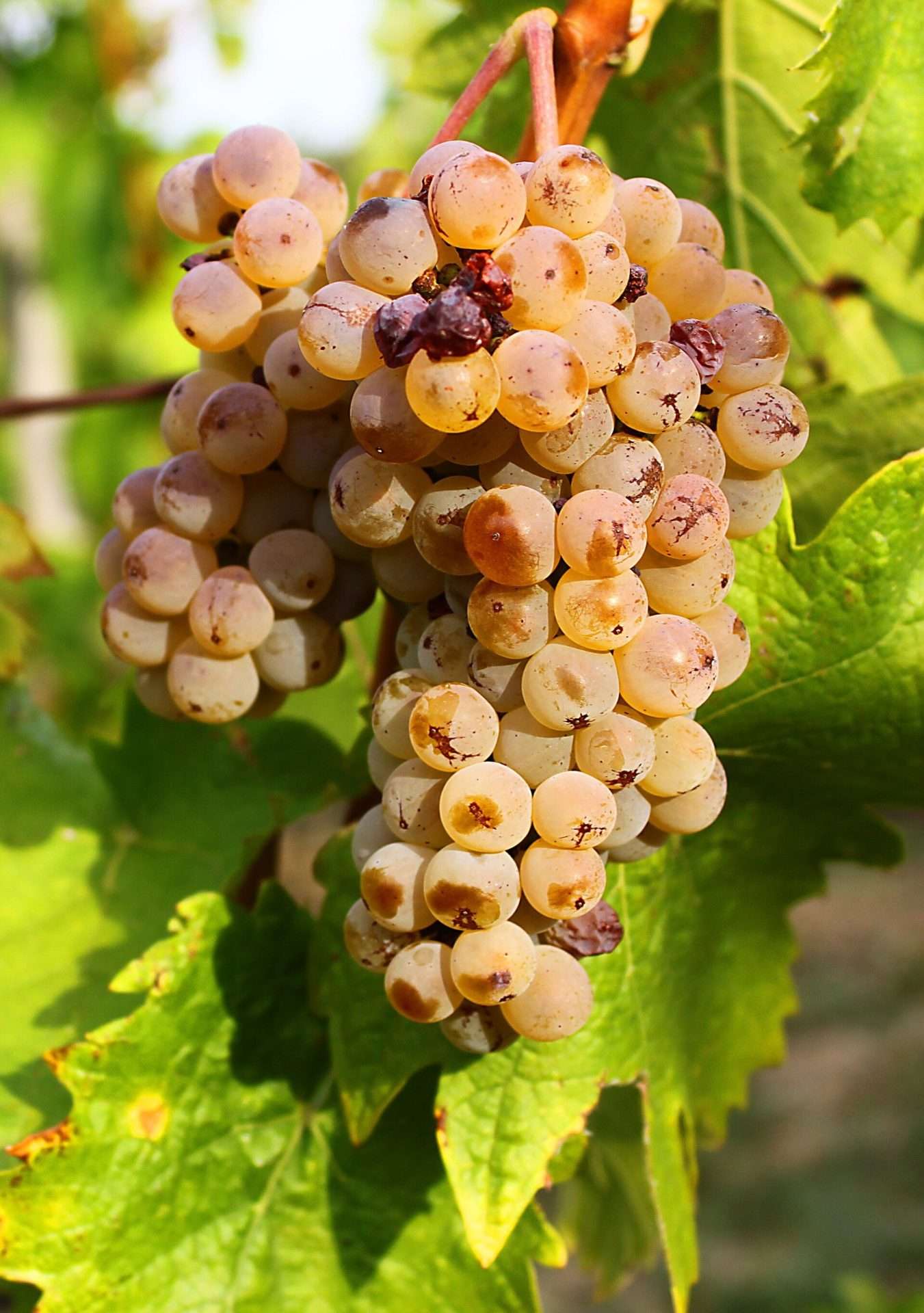 Cluster of golden-amber grapes with some rot spots hanging on a vine among green leaves
