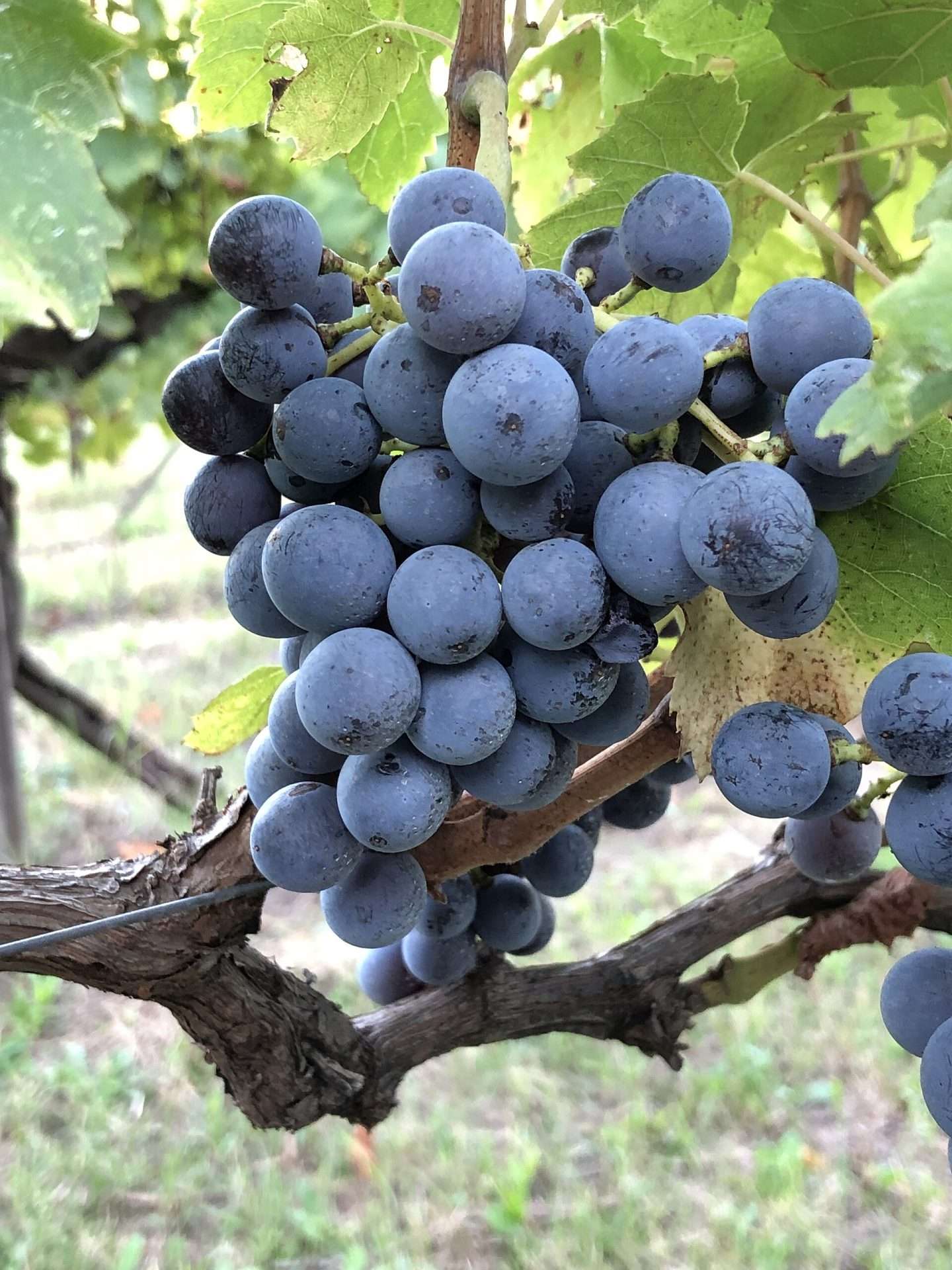 Tai Rosso grapes on the vine
